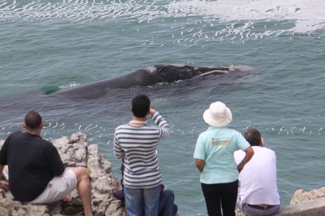 Whale Watching Walking Tours of Hermanus